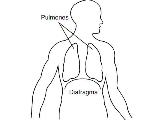Diafragma