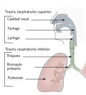 Mecanismo respiratorio