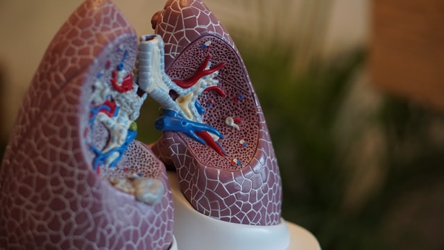 Foto pulmones